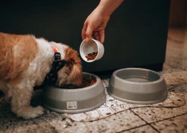 Comment choisir les croquettes adaptées à votre chien ?