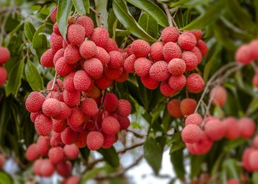 Quel est le pays le plus gros producteur de litchi au monde ?