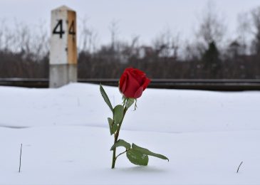 Comment prendre soin d’une rose éternelle?