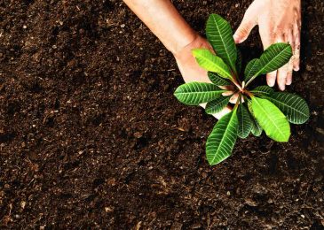 Comment choisir un engrais biologique ?