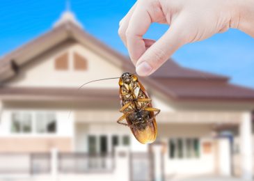 Top 4 des meilleurs pièges à cafards en 2022