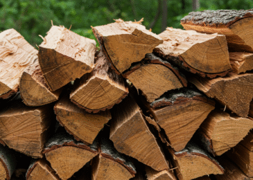 Bois de chauffage : comment choisir selon votre usage ?