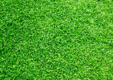 Gazon naturel : étapes pour une installation réussie