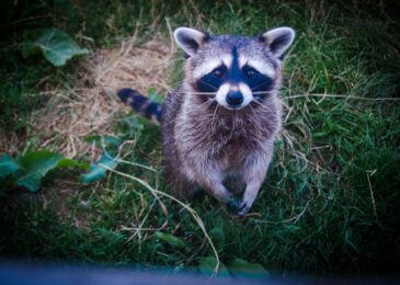 Capture et relocalisation de ratons : quand faire appel à un expert ?