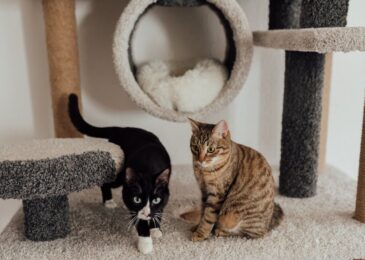 Créer un coin repos parfait pour votre chat
