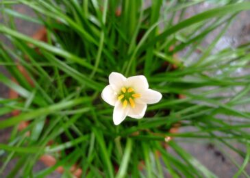 Assainissement par les plantes : une solution écologique efficace