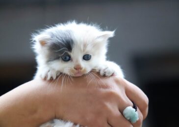 Préparer la maison avant l’arrivée d’un chaton