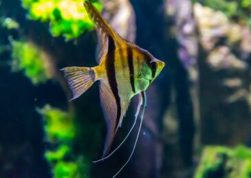 Quelles plantes aquatiques favorisent la santé des poissons ?
