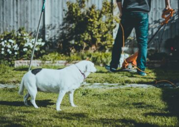 Sécuriser votre jardin pour protéger vos animaux