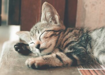 7 astuces pour réduire le stress de votre chat