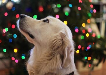 Comment détecter les allergies alimentaires chez le chien ?