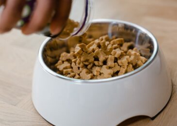 Choisir une alimentation premium pour un chien senior