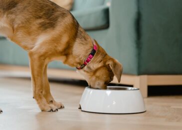 Alimentation naturelle, pourquoi votre chien en a besoin ?