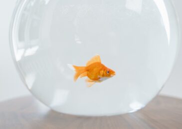 Guide complet pour l’entretien d’un aquarium