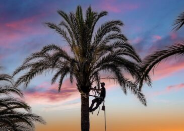 Élagage et avantages : pourquoi tailler régulièrement vos arbres ?