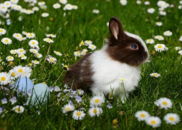 Choisir la cage idéale pour un lapin nain