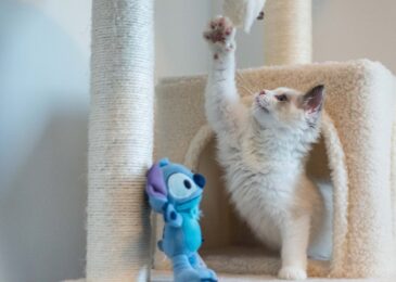 Top 10 des jouets pour occuper un chat d’intérieur