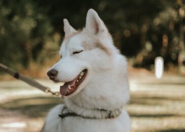 Chien : accessoires indispensables pour une promenade sécurisée