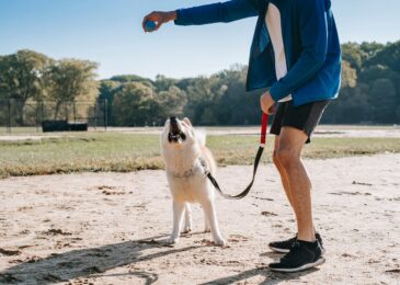 Stimuler l’intelligence de votre chien avec des jeux