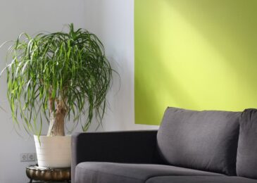 Plantes d’intérieur : lesquelles privilégier ?