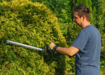Taille de haie : les techniques d’un résultat net et durable