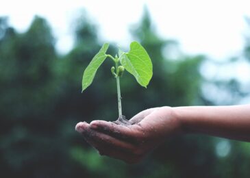 Sylviculture : améliorer la santé et le rendement de vos forêts