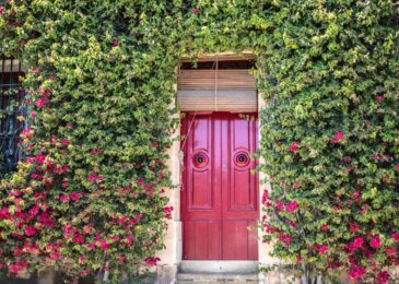 Murs végétalisés : bénéfices et usages inspirants