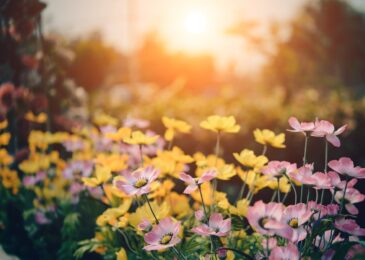 Réhabilitation de jardin : comment transformer un extérieur négligé ?
