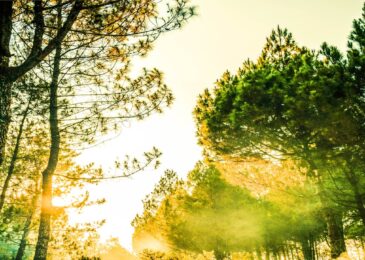 Arboriste : les interventions indispensables pour vos arbres