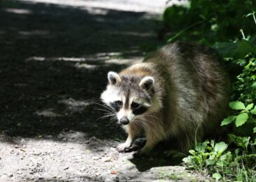 Ratons laveur : prévenir leur intrusion chez vous