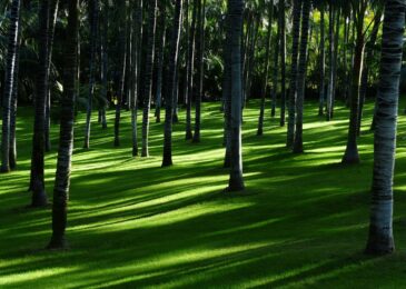 Reconnaître les arbres par leur écorce : un jeu de botanique