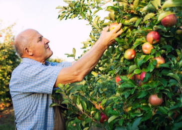 Filets pare-grêle : un agrotextile indispensable pour les vergers