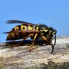 Guêpes : pourquoi agir avant une infestation
