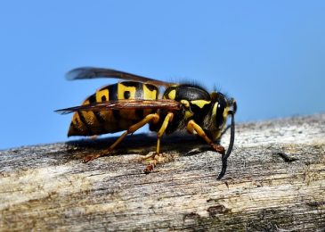 Guêpes : pourquoi agir avant une infestation